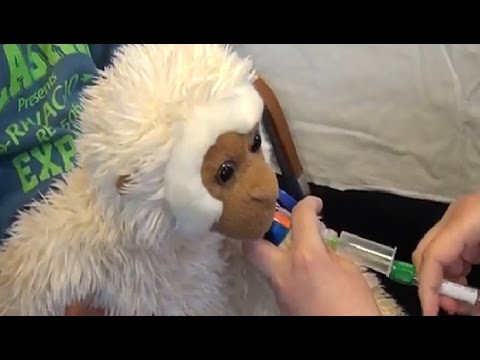 GPTV: Knuffeldieren onder het mes in ziekenhuis Nij Smellinghe