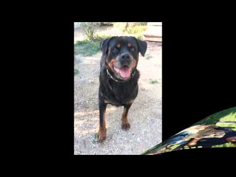 il rifugio degli angeli