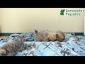Morkie dogs for sale: Vinnie - Video 1