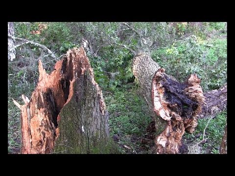 The Angelic Initiative, Episode 832 - Who Moved The Hurricane? Part One