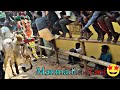 Manmadha Rani பல வீதிகளில் பரிசு பெற்ற காளை ️‍