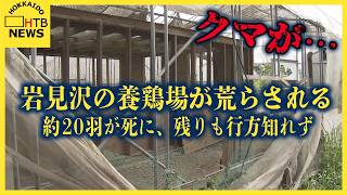 ビニール引き裂かれ　鶏20羽以上が被害　養鶏場にクマの足跡　岩見沢市