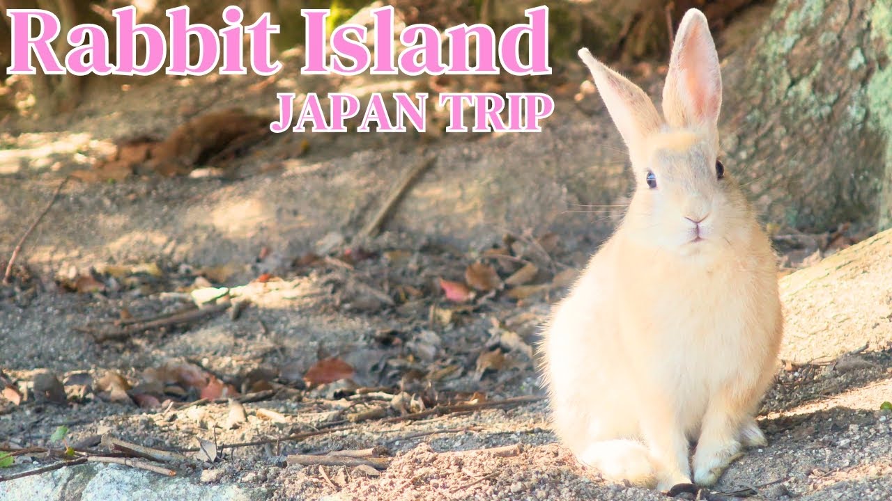 Cute Baby Rabbits in Paradise 🐰 Island of 500 Wild Bunnies | Rabbit Island Japan | 大久野島 / うさぎ島