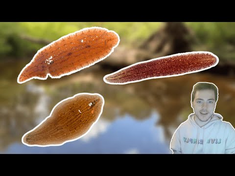 I Love Leeches and You Should Too