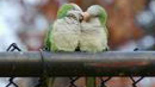 Standing right next to me by Karla Bonoff