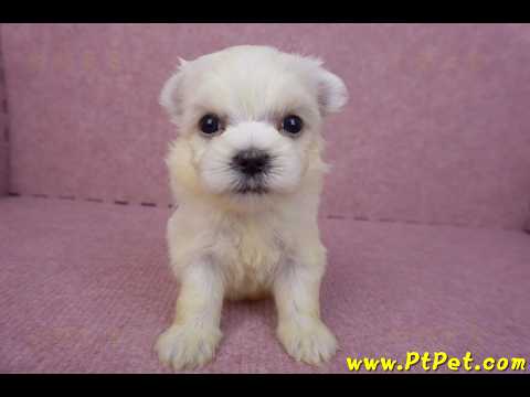 03/20馬爾濟斯母幼犬1號