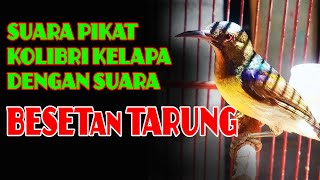 Download lagu mantap !!! SUARA PIKAT KOLIBRI KELAPA GACOR DENGAN SUARA BESETan TARUNG mp3