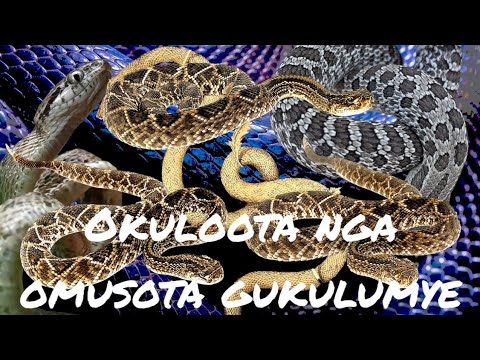 Okulota nga omusota gukulumye kitegeeza ki? Omulangira Omuchwezi