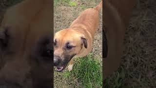 Video preview image #1 Mastiff-Unknown Mix Puppy For Sale in Jackson, MS, USA