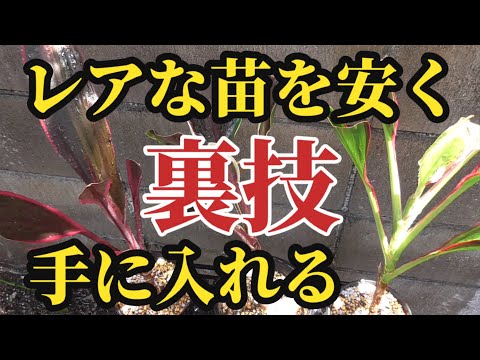 園芸 南コルジリネ