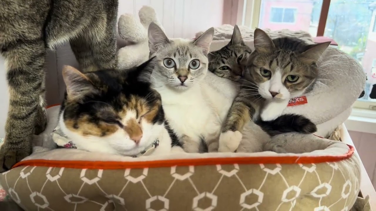 もうすぐ避妊手術するにゃ！