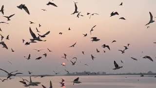 Download lagu Penikmat senja mp3 Download lagu Penikmat senja mp3