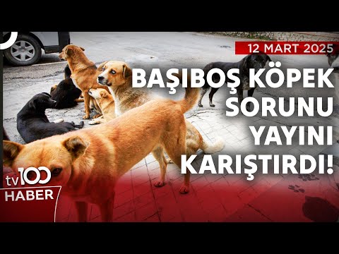 Başıboş Köpek Sorunu Konukları Birbirine Düşürdü | tv100 Haber