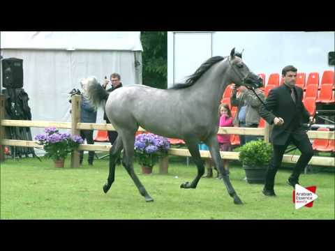 Bruges 2016 - SE Yearling Colts