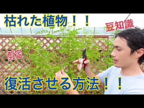 葉を失いかけている枯れたオリーブの木を救う方法をいくつかの簡単なヒントで紹介します。  庭園