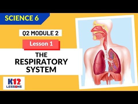 Science 6 Quarter 2 Module 2 Lesson 1 - The Respiratory System