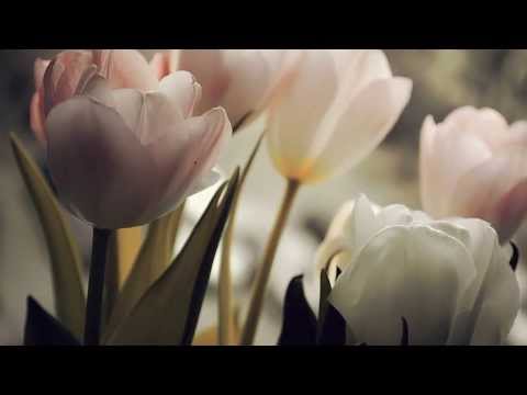 Bliss  -  A Hundred Thousand Angels