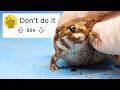 I Bought The Illegal Fat Frogs 60 Day Journey