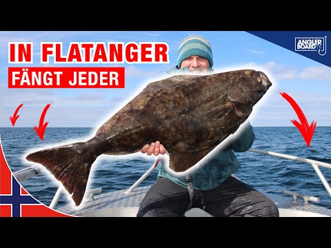 In Flatanger fängt jeder! Angeln in Norwegen auf Heilbutt, Dorsch, Pollack, Leng und Seelachs