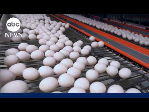 Settlement reached on egg prices