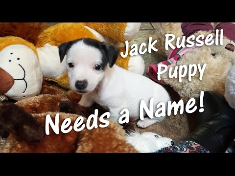 download lagu mp3 mp4 Jack Russell Names, download lagu Jack Russell Names gratis, unduh video klip Jack Russell Names