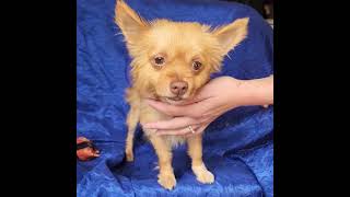 Video preview image #1 Chiranian Puppy For Sale in Cuba, NY, USA