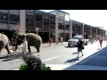Ringling Bros And Barnum Bailey Elephants Walk Through The Crossroads