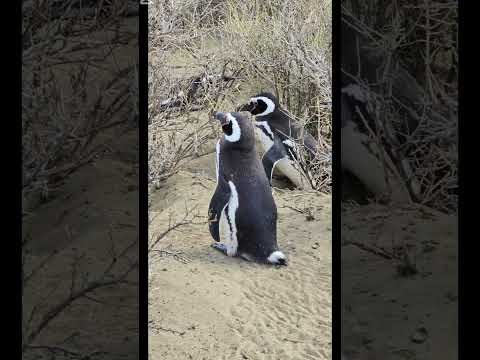 "¿Conocías esta ciudad de pingüinos en Santa Cruz? "  #Pinguinos #PatagoniaArgentina #SantaCruz