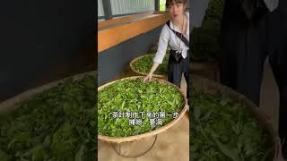 Download lagu Chinese Tea Culture: Demystifying the Making Process of Pu'er Tea mp3 Download lagu Chinese Tea Culture: Demystifying the Making Process of Pu'er Tea mp3