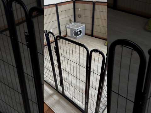 Set up my rabbits cage w/ us #rabbitrescue #bunny #cagesetup