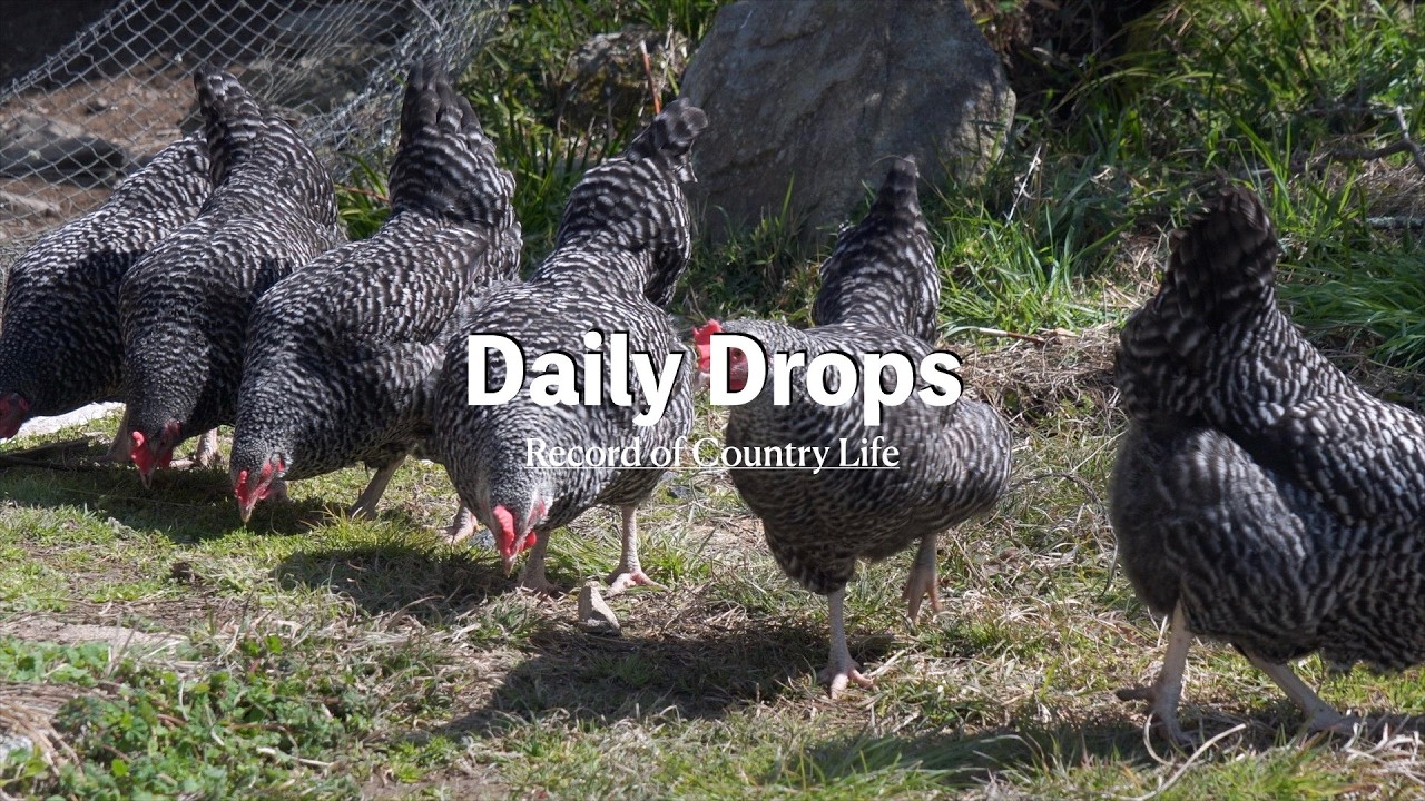 自給暮らしvlog ｜春のお寿司と野菜の種まき｜鯵フライバーガー｜# 98