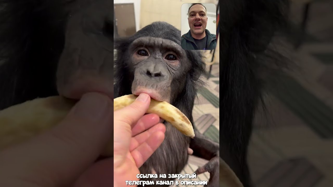 Готовимся с Шимпанзе к Новогодним Представлениям в Алматинском Цирке