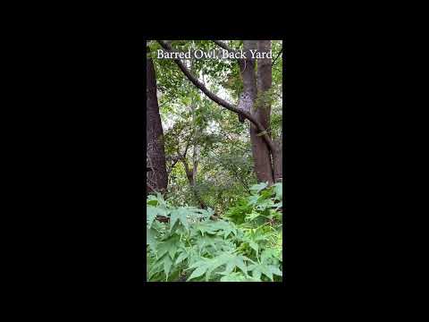 2022 05 15 BarredOwlBackYard