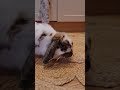 Little house bunny....messing up her house 😂😂😂 #houserabbit #housebunny #bunny #rabbit #bunbun