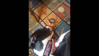 Harley the Great Dane Service Dog and Bacon Part 1