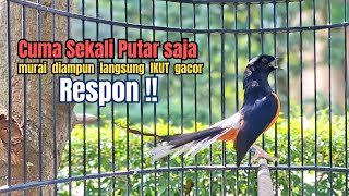 Download lagu murai batu GACOR FIGHTER ampuh buat melatih BONGKAR ISIAN, Pancingan burung murai biar cepat gacor mp3 Download lagu murai batu GACOR FIGHTER ampuh buat melatih BONGKAR ISIAN, Pancingan burung murai biar cepat gacor mp3