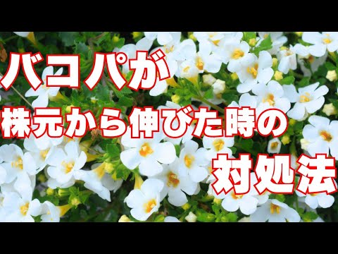 園芸 バルコニー バコパ、観賞用バコパ