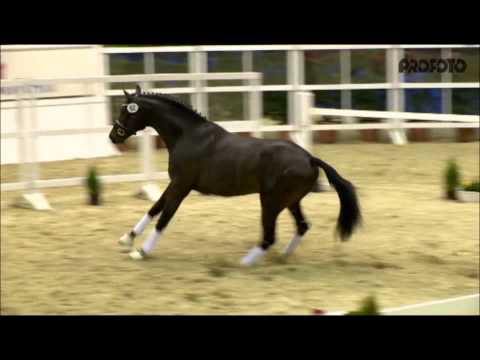 Sixth Sense (Sir Donnerhall I x Florencio I)