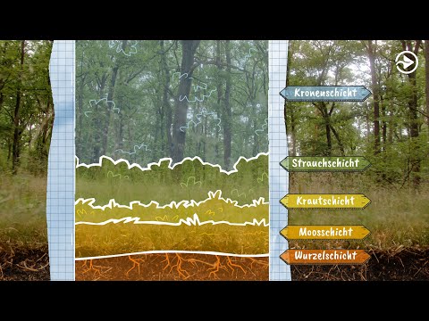 Walddetektive: Ökosystem Wald – Episode 1/4 | Erklärvideo-Serie von Die Grüne Filmagentur