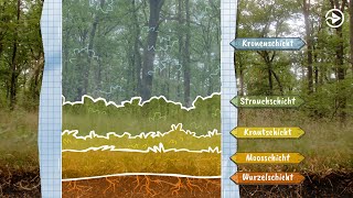 Walddetektive: Ökosystem Wald – Episode 1/4 | Erklärvideo-Serie von Di