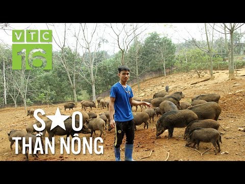 , title : '28 tuổi trở thành tỷ phú lợn rừng | VTC16'