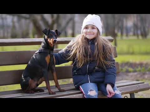 M is for Miniature Pinscher