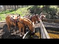 Day in the Life of an American Rancher