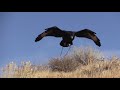 Verreaux Eagle Falconry African Black Eagle