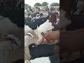 Goat Breeding Season Observing The Mating Process Animals Animallife Goat Breeding Rurallife