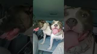 Hot #pitbulls panting in the car 😂