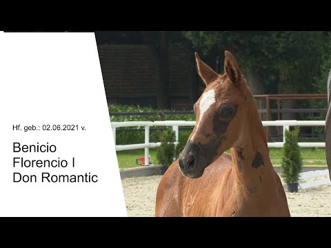 Hf v Benicio x Florencio I x Don Romantic 2021