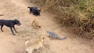 a serious fight lizard vs dogs 🔥🔥🔥