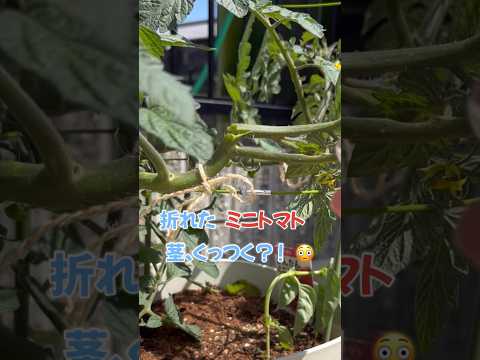 自家製トレリストマトステーク – 種類、ヒント、コツ  庭園