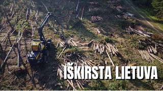 Nepagražinta Lietuvos miškų realybė